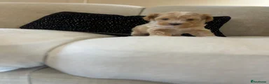Maltipoo 2 girl