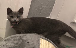 Russian Blue cats for sale: Russian Blue Kittens - Image 14