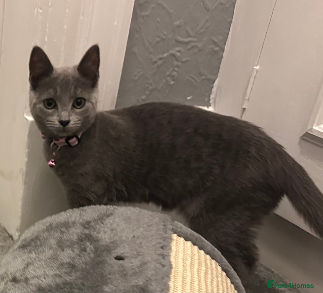Russian Blue cats for sale: Russian Blue Kittens - Image 14