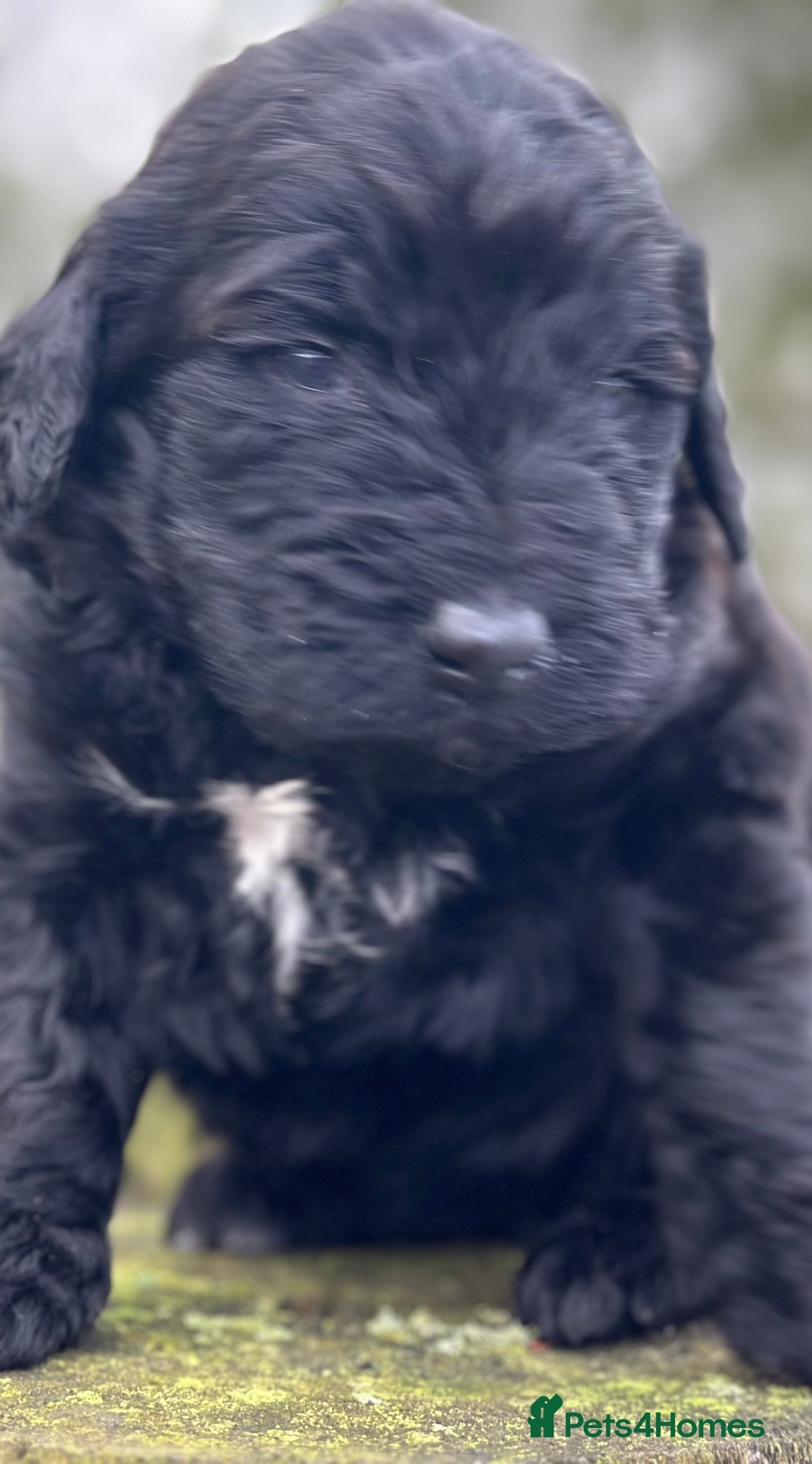 Mixed Breed dogs F1B STANDARD PRA CLEAR STBERNADOODLE - Advert 1