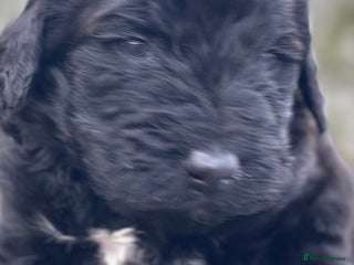 Mixed Breed dogs F1B STANDARD PRA CLEAR STBERNADOODLE - Advert 4