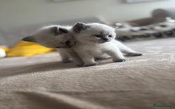 Ragdoll cats for sale: Ragdool x British Short hair - Image 4