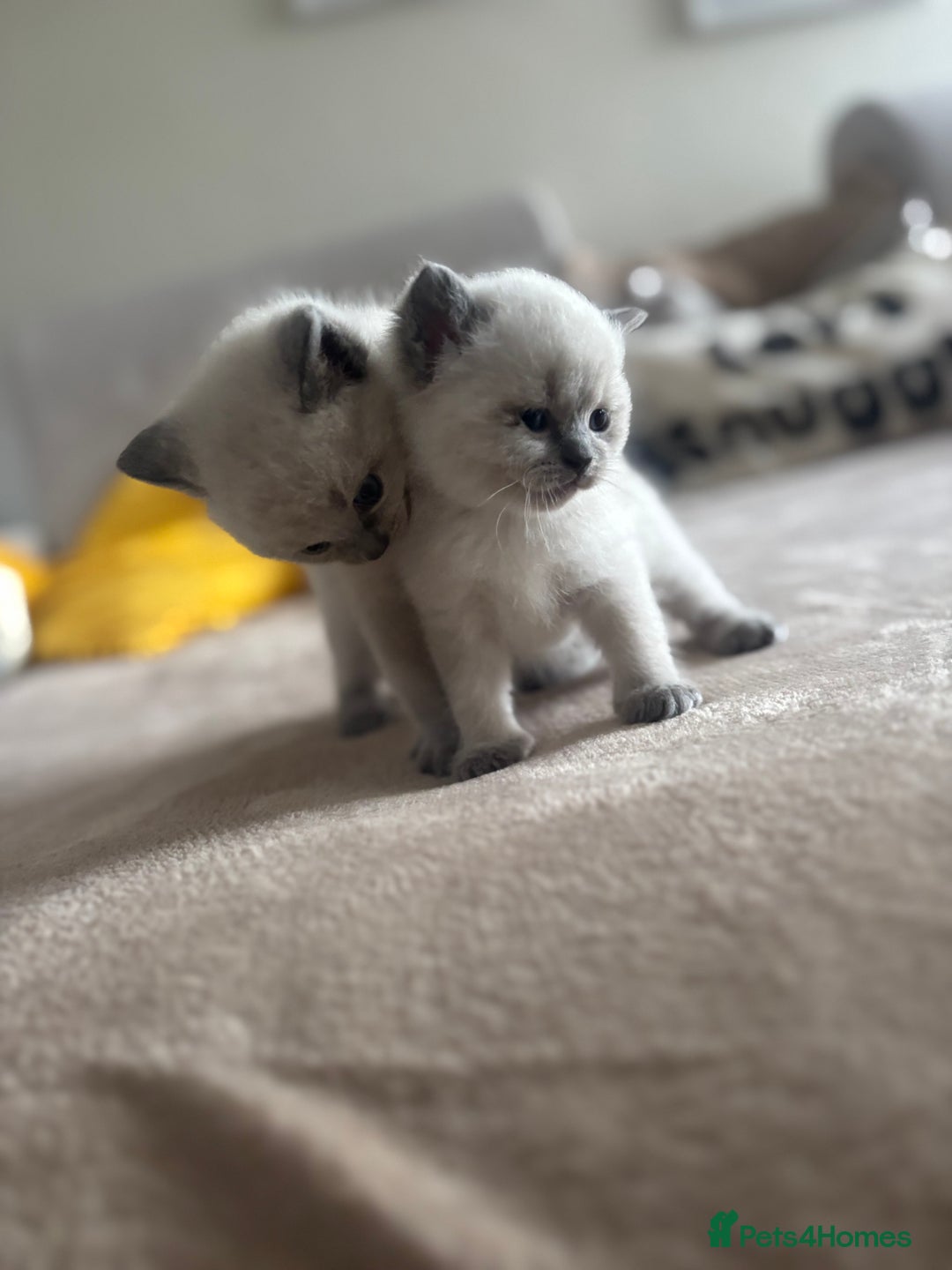 Ragdoll cats for sale: Ragdool x British Short hair - Image 4