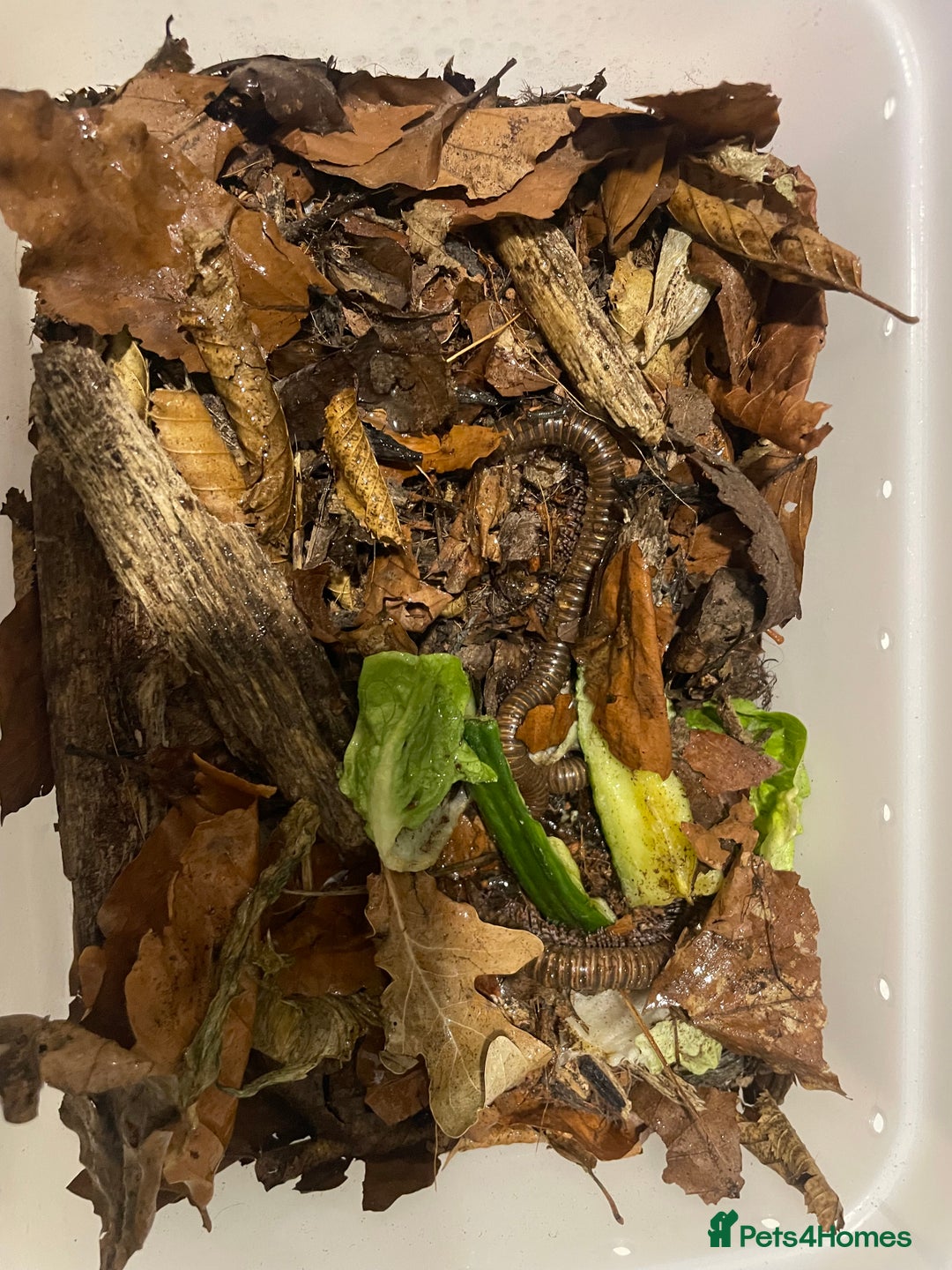 Millipedes invertebrates for sale: Various millipedes for sale from £12  - Image 2