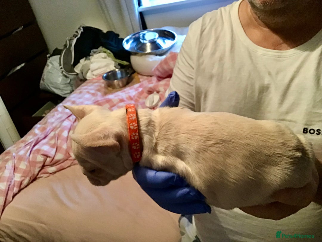 French Bulldog dogs for sale: French bulldog puppies  - Image 15