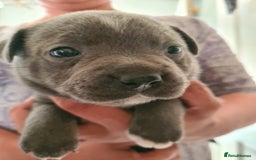Staffordshire Bull Terrier dogs for sale: Staffy pups beautiful.. Girls avaliable  - Image 5
