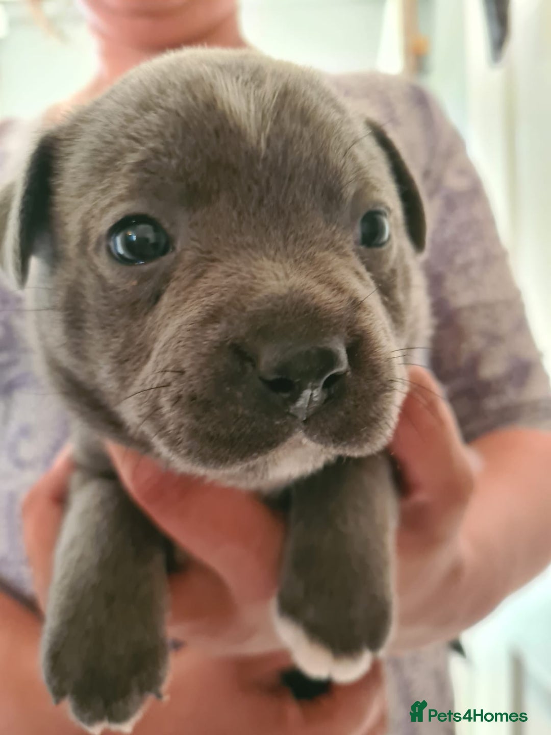Staffordshire Bull Terrier dogs for sale: Staffy pups beautiful.. Girls avaliable  - Image 5
