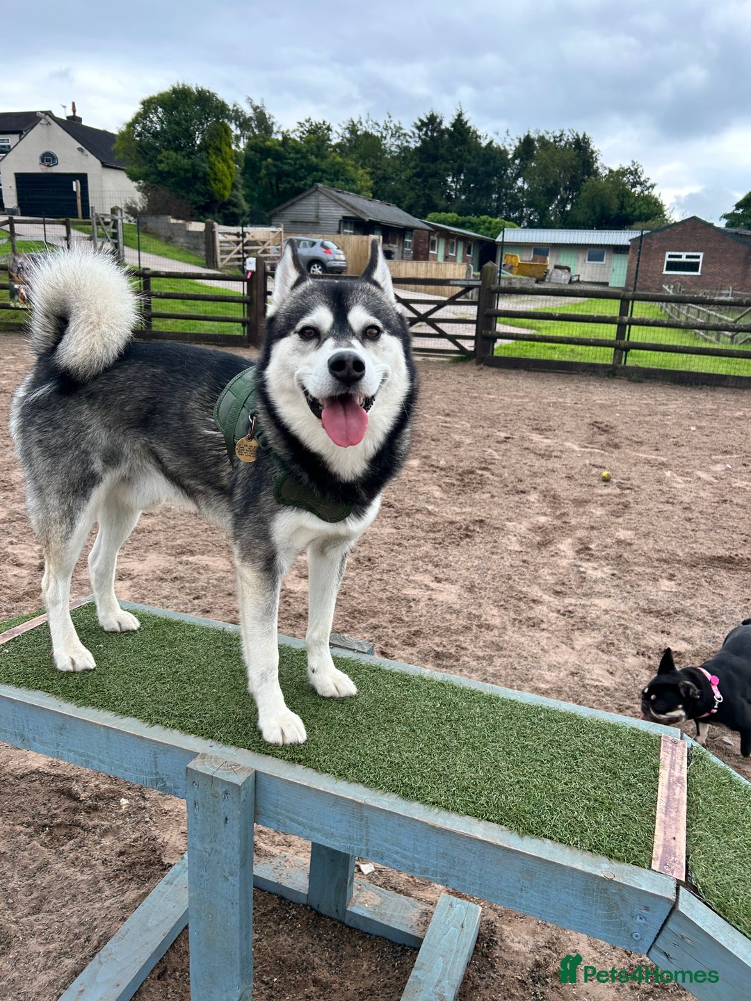 Mixed Breed dogs for sale: Gorgeous Alpha female pup  - Advert 10