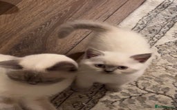 British Shorthair cats for sale: Colourpoint British Shorthair - Image 21