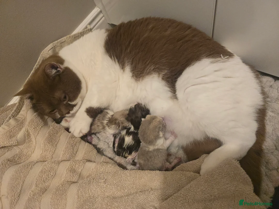 British Shorthair cats for sale: Stunning British Shorthair Kittens  - Advert 15