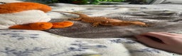 Bearded Dragon reptiles for sale: Bearded Dragon - Advert 4