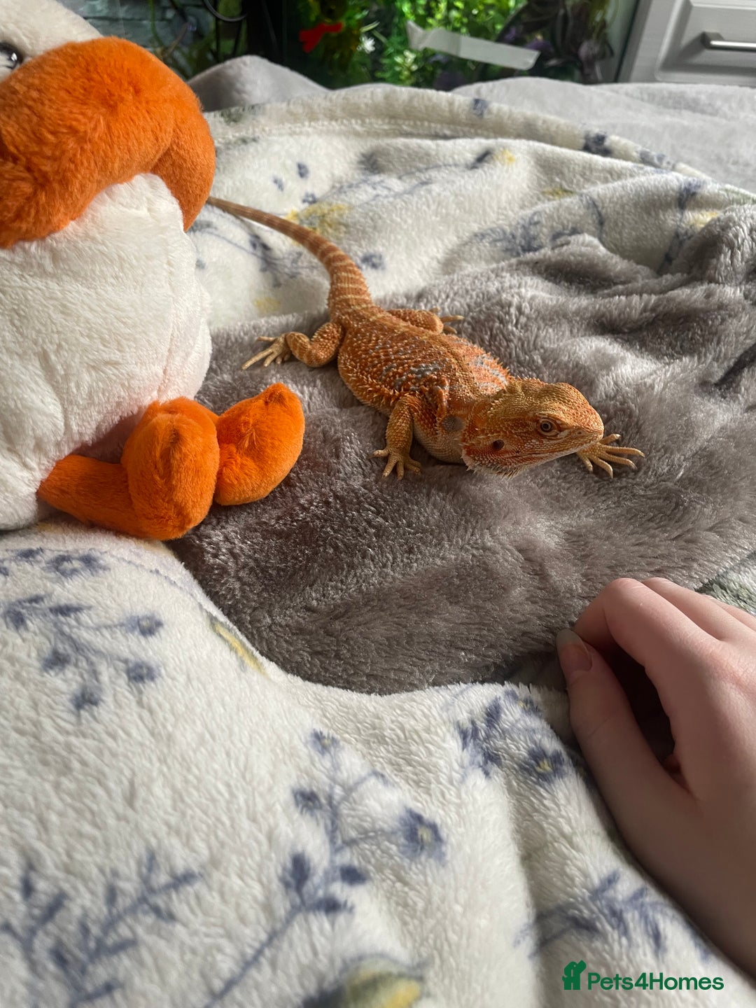 Bearded Dragon reptiles for sale: Bearded Dragon - Advert 4