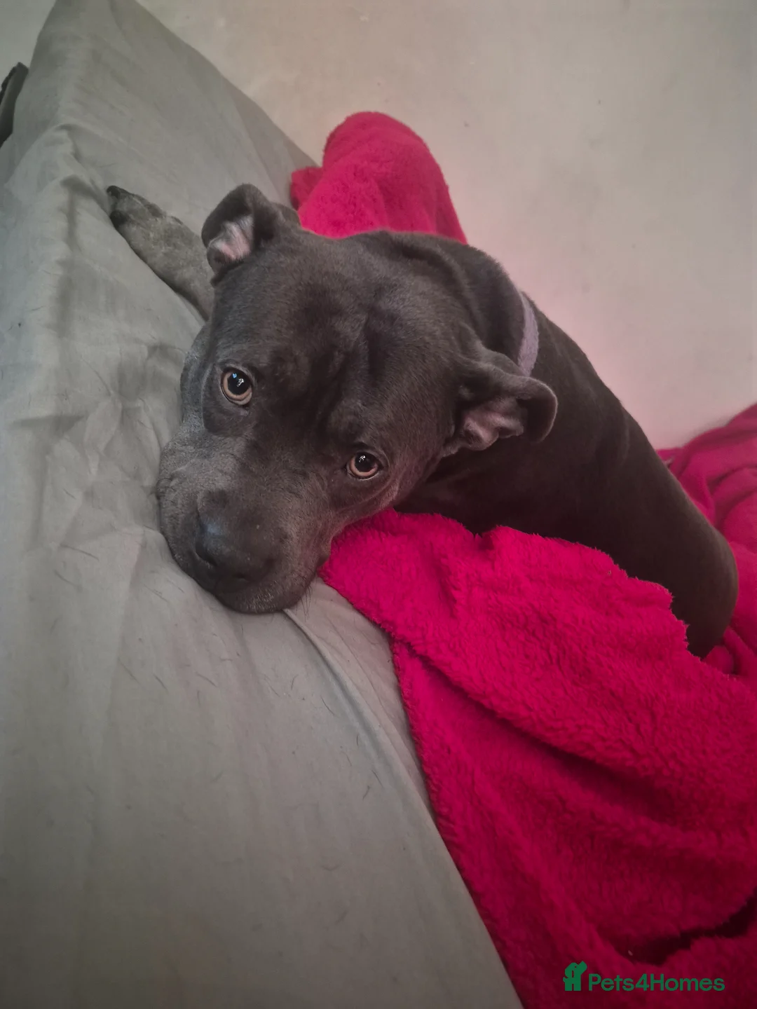 Staffordshire Bull Terrier dogs for sale: Staffy  in Rotherham - Advert 1