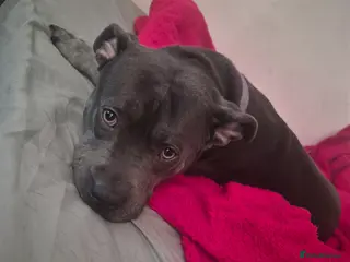 Staffordshire Bull Terrier dogs Staffy - Advert 6