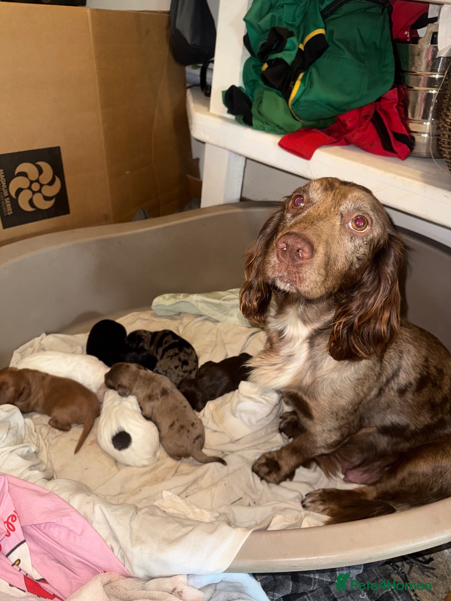 Cocker Spaniel dogs Beautiful Brown Cocker Spaniel Girl 🐶❤️ - Advert 1