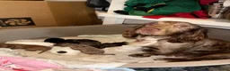 Cocker Spaniel dogs for sale: Beautiful Brown Cocker Spaniel Girl 🐶❤️ in Halesowen - Advert 1