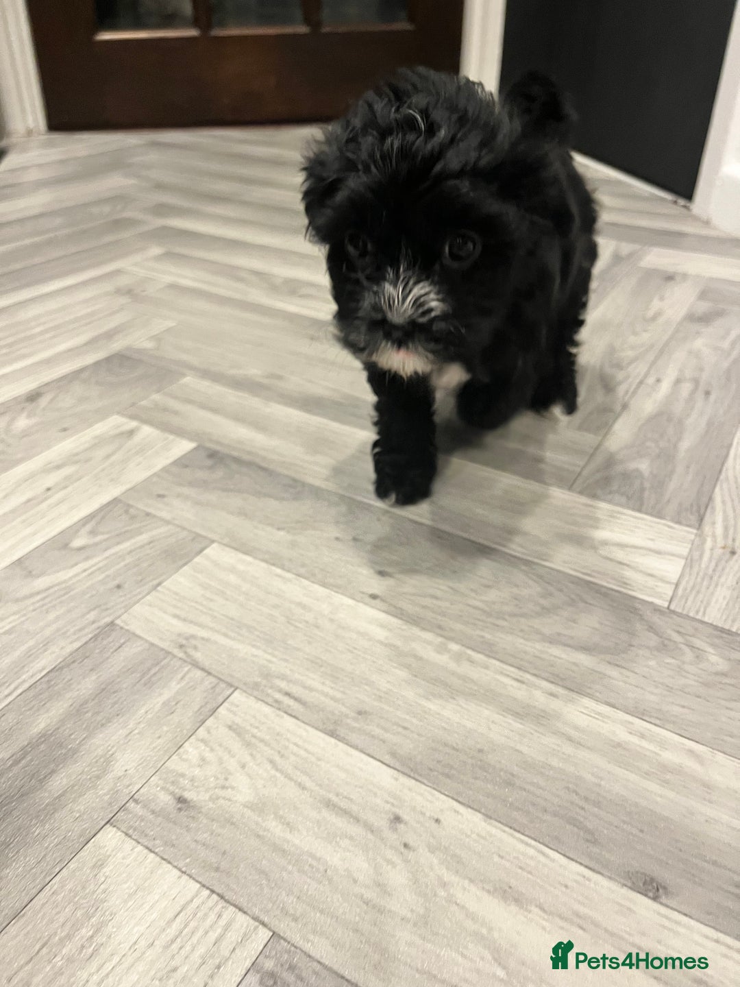 Mixed Breed dogs for sale: Maltese cross Chinese crested puppies for sale - Advert 13