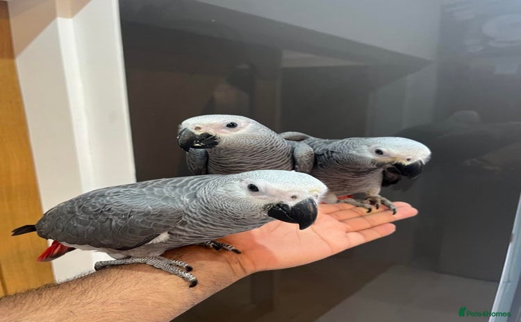 Parrots birds - Advert 5