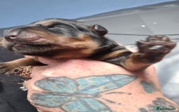 Rottweiler dogs for sale: Stunning rottweiler puppies  - Image 17