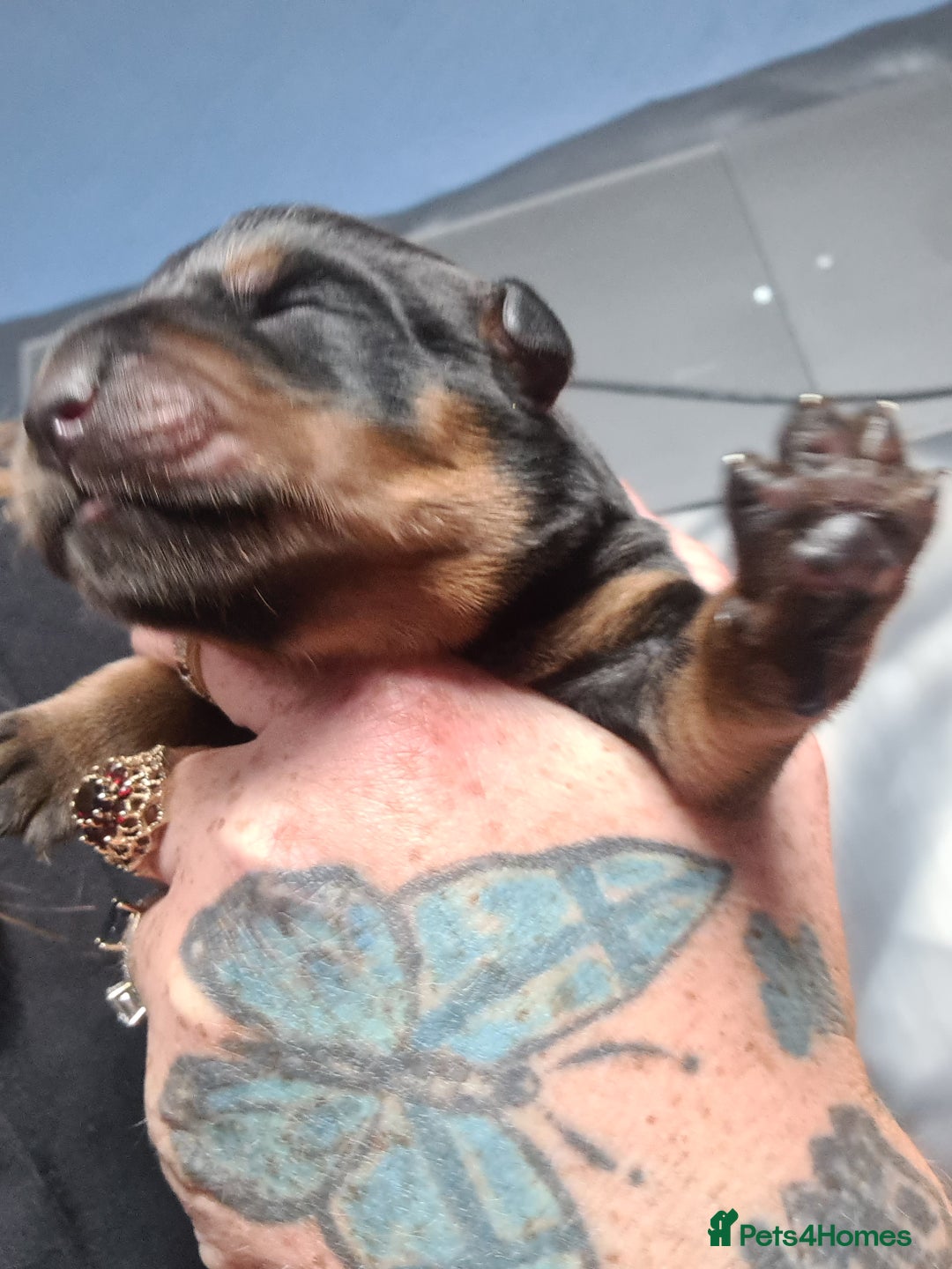 Rottweiler dogs for sale: Stunning rottweiler puppies  - Image 17