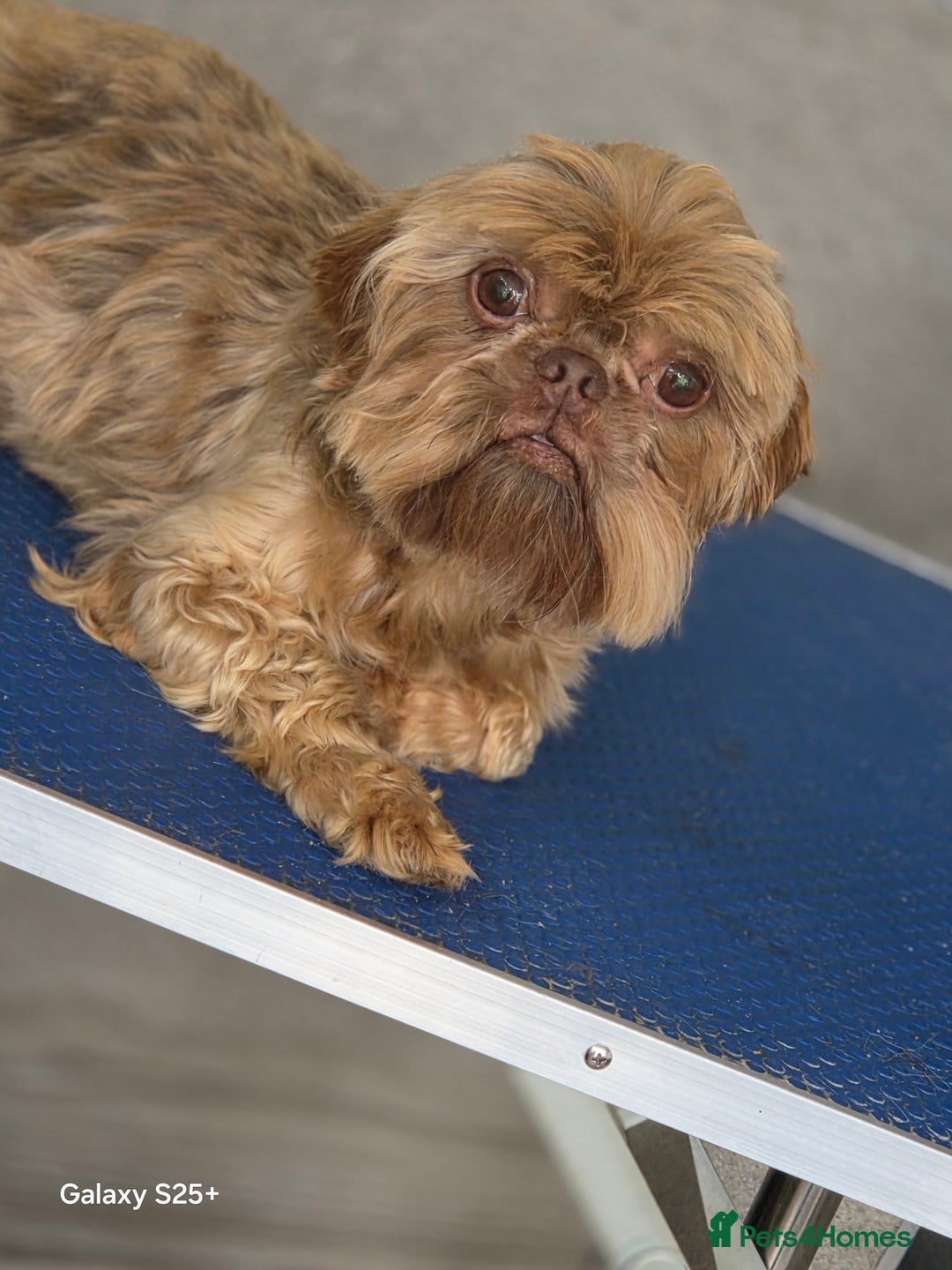 Shih Tzu dogs for sale: READY NOW Chocolate adult boy - Image 2