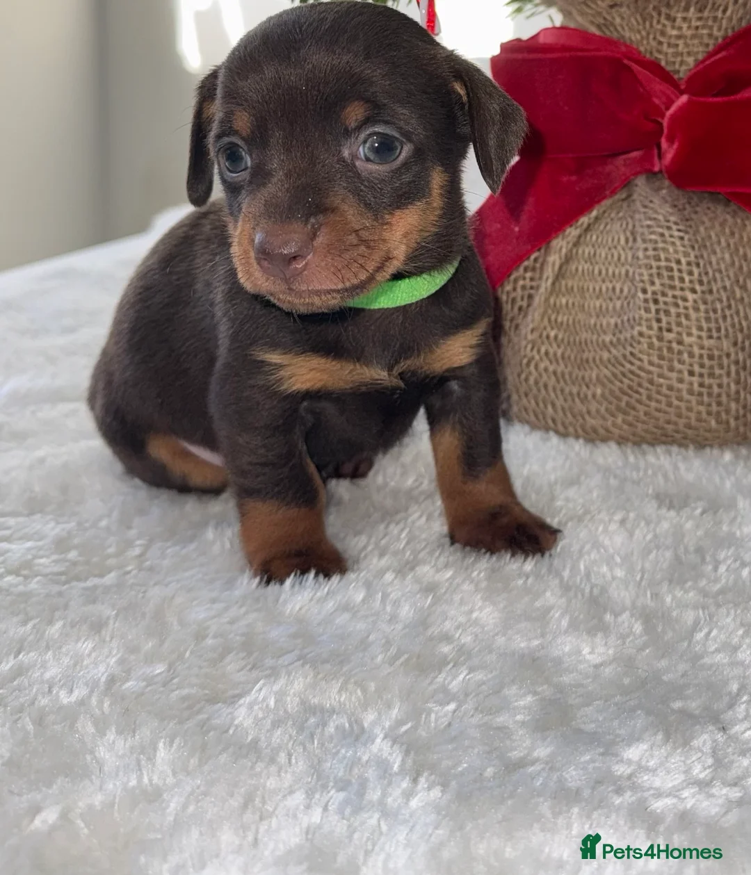 Chiweenie dogs for sale: Miniature Dachshund x Chihuahua  - Advert 35
