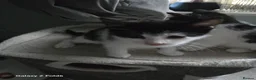 Mixed Breed cats for sale: Kittens for sale in Bootle - Advert 6