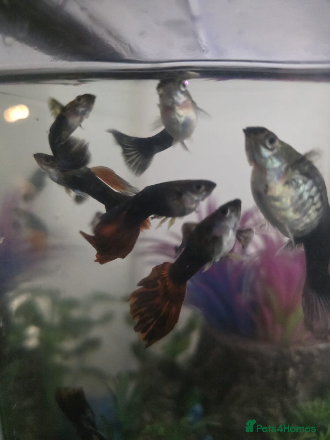 Mollies fish for sale: Christmas guppies for sale - Advert 10