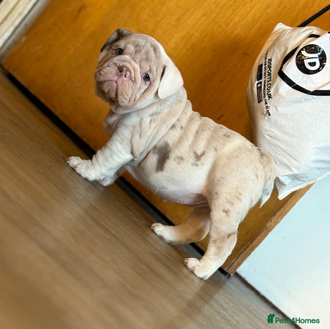 English Bulldog dogs for sale: 1mr muscle girl left reduced £2000 kc 9week old - Image 16