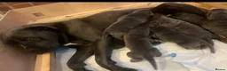 Cane Corso dogs for sale: Cane corso puppies in Bolton - Advert 4