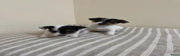 Jack Russell dogs for sale: Minature jack russells in Coventry - Advert 5