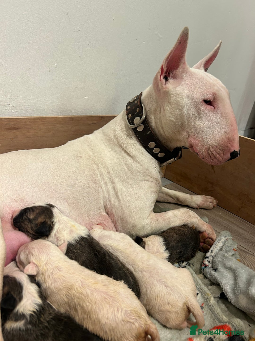 English Bull Terrier dogs for sale: Ready to leave !!! champion bloodlines kc reg - Image 12