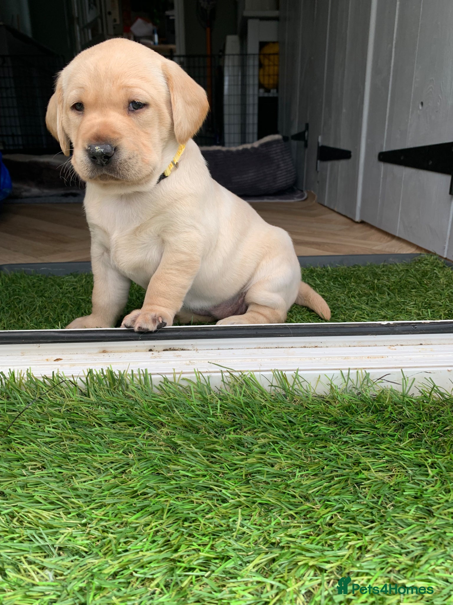 Labrador Retriever dogs for sale: Labrador puppies for sale in Scunthorpe - Advert 10