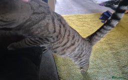 Mixed Breed cats for sale: Tabby x bengal kitten - Image 4