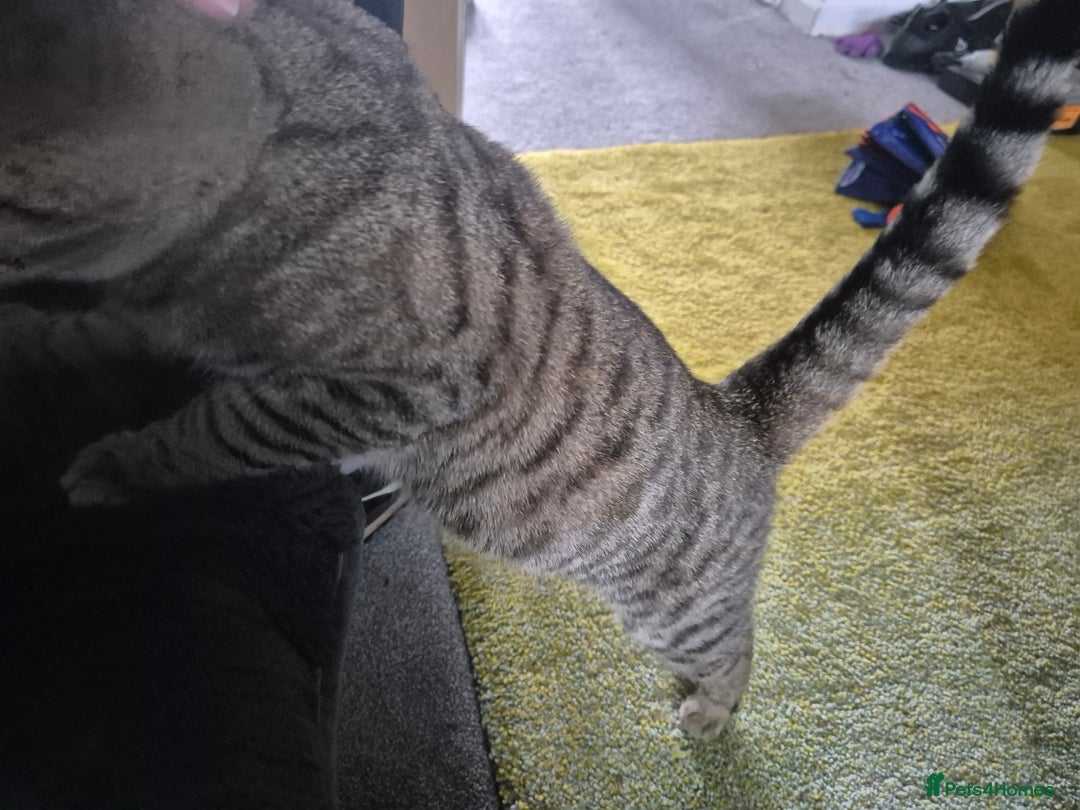 Mixed Breed cats for sale: Tabby x bengal kitten - Image 4