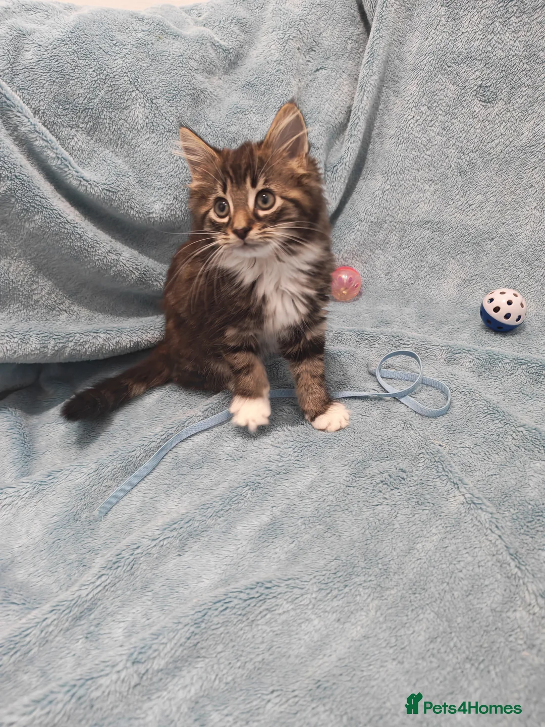 Mixed Breed cats for sale: Beautiful FLUFFY BOY Videos - Advert 3