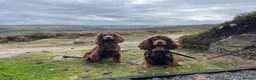 Cocker Spaniel dogs for sale: Stunning KC/Health tested working cocker spaniels - Advert 13