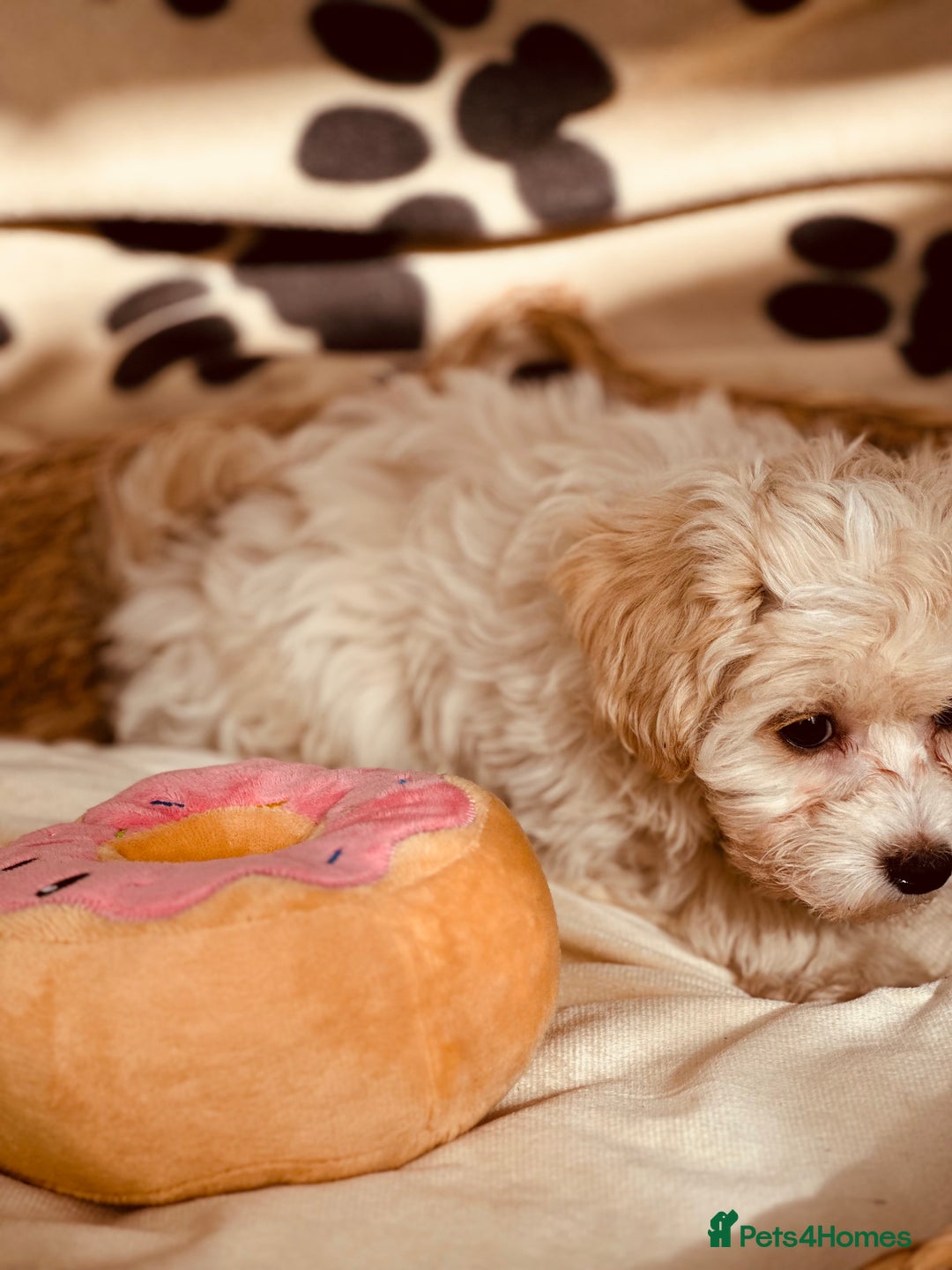 Maltipoo dogs for sale: F1 Toy Maltipoo puppys   - Image 6