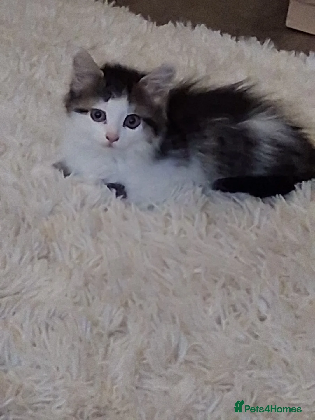 Mixed Breed cats for sale: Female kitten - Advert 2