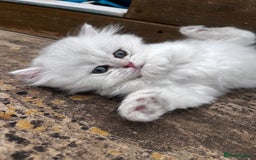 British Longhair cats for sale: ✨ Three adorable British Short/longhair kittens  - Image 20