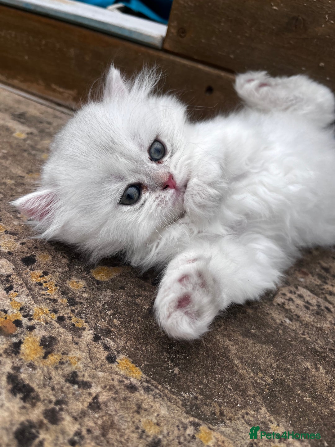 British Longhair cats for sale: ✨ Three adorable British Short/longhair kittens  - Image 20