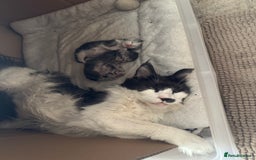 Maine Coon cats for sale: Pedigree Mainecoon females - Image 8