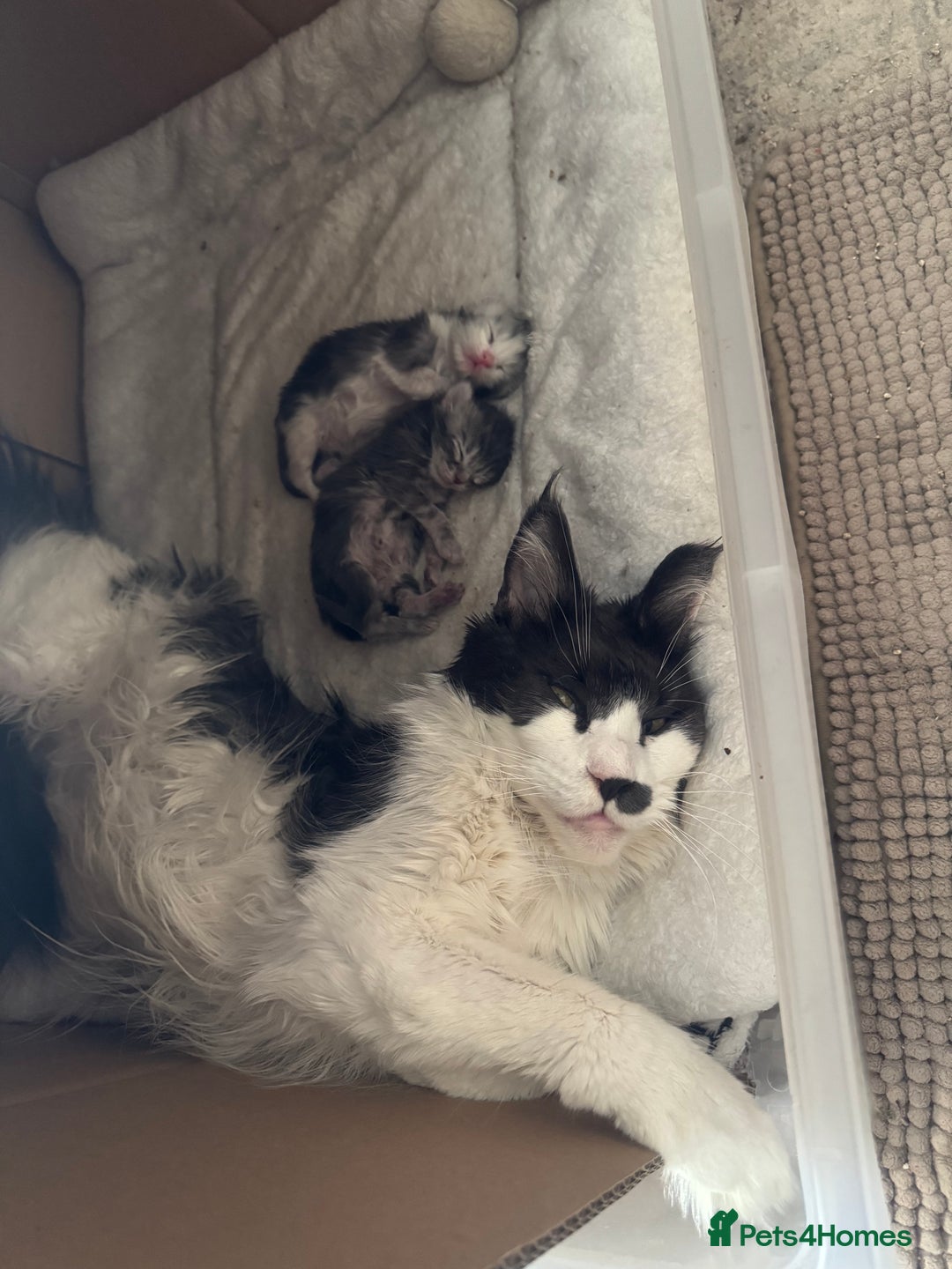 Maine Coon cats for sale: Pedigree Mainecoon females - Image 8