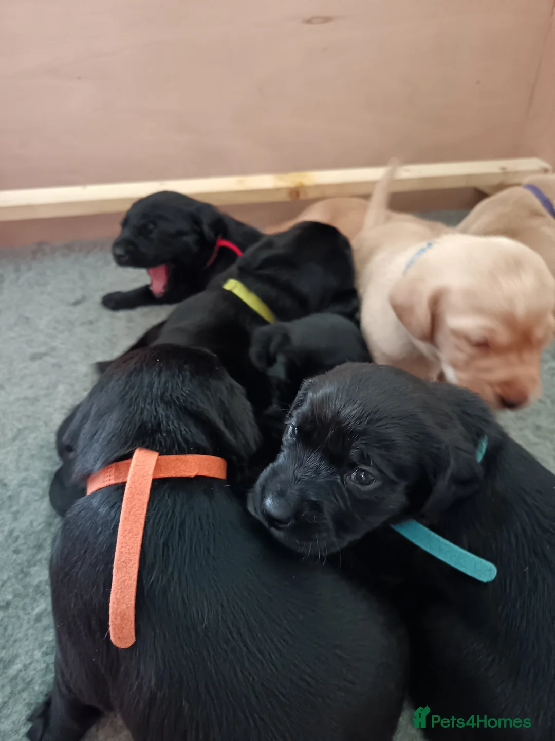 Labrador Retriever dogs for sale: KC reg yellow & black Labrador puppies socialised - Advert 34