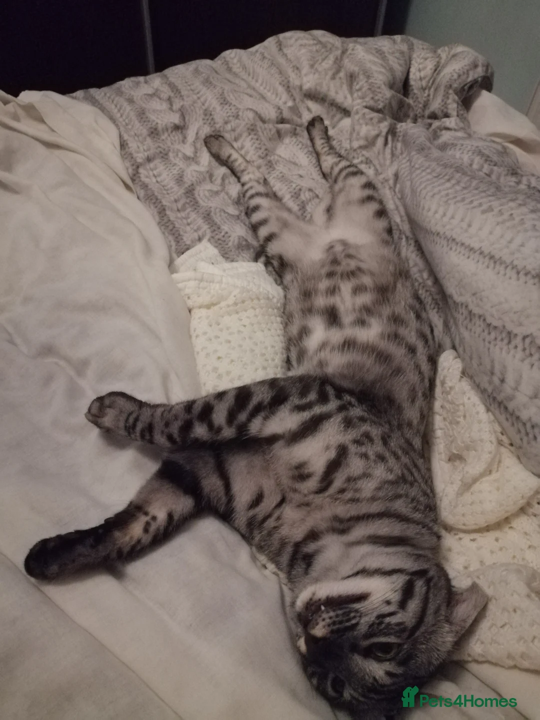 Savannah cats for stud:  silver spotted in Wickford - Advert 8