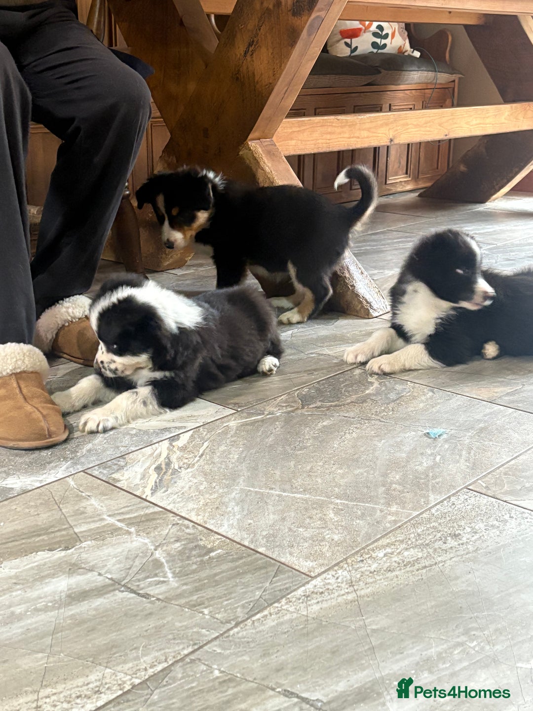 Border Collie dogs for sale: Border collie puppies  - Advert 8