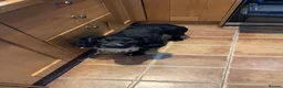 Cocker Spaniel dogs for stud: For Stud - working cocker spaniel  - Advert 2