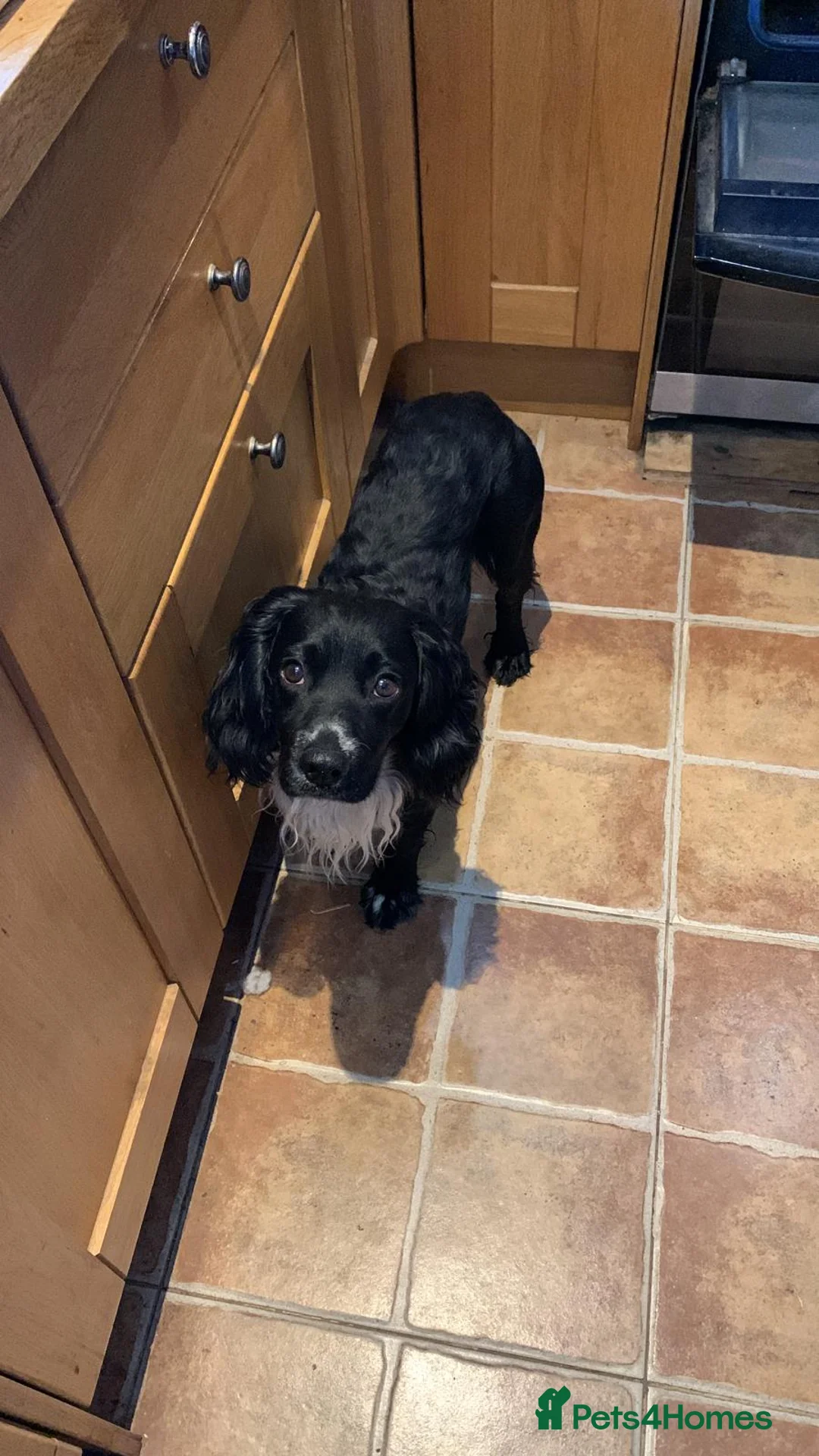 Cocker Spaniel dogs for stud: For Stud - working cocker spaniel  - Advert 2