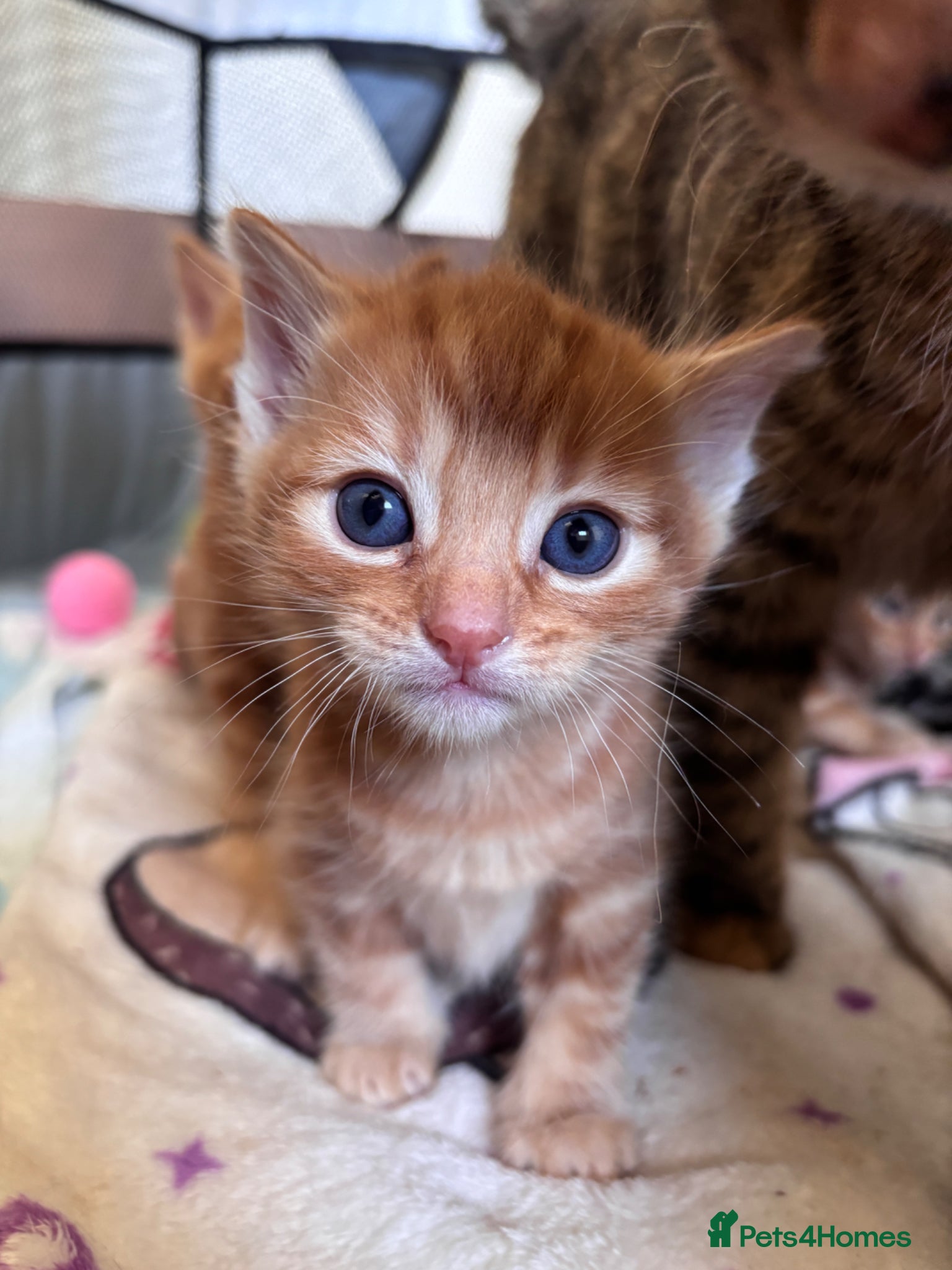 Mixed Breed cats Teddy bear face domestic x British longhair - Advert 22