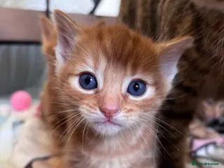 Mixed Breed cats Teddy bear face domestic x British longhair - Advert 22